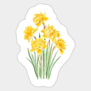 golden daffodils flowers with leaf watercolor Sticker